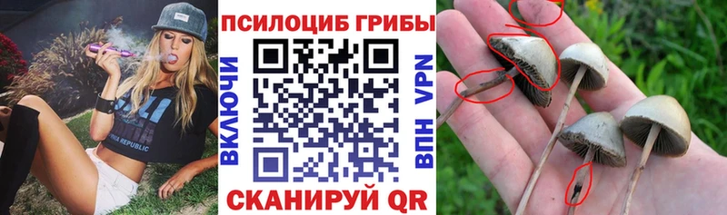 Псилоцибиновые грибы Psilocybine cubensis Богучар